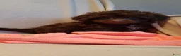 Kruising honden te koop: Lieve boompoo's  - Advertentie 8