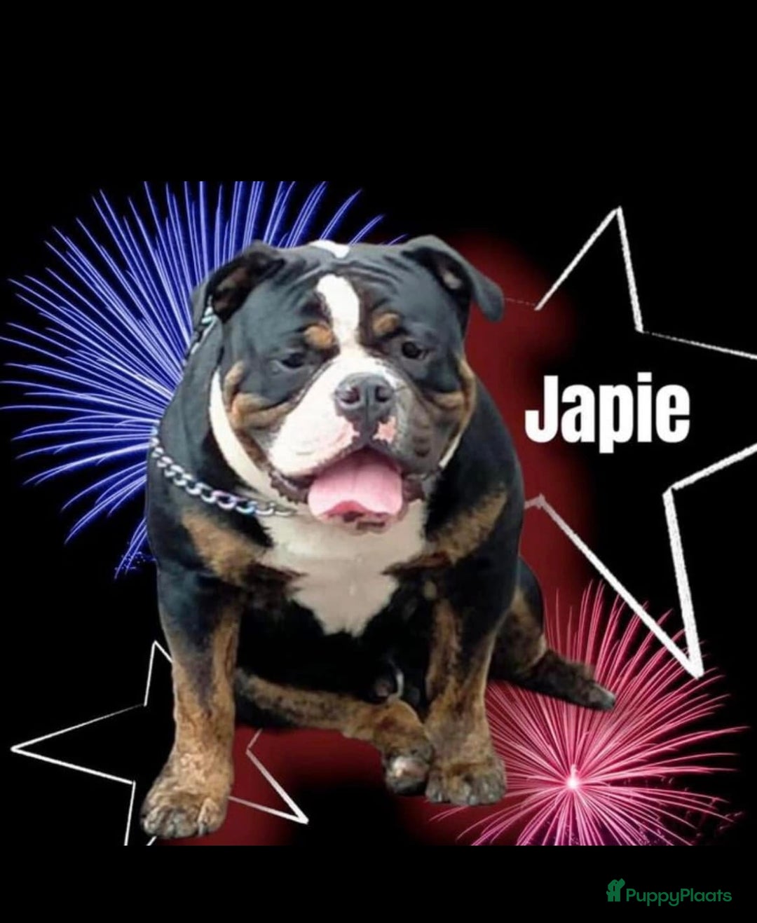 Old English Bulldog honden te koop: Old english Bulldog pups uit geteste ouders - Afbeelding 16
