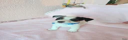 Jack Russel Terriër honden te koop: Super lieve en mooie pups te koop  in Waardenburg - Advertentie 8