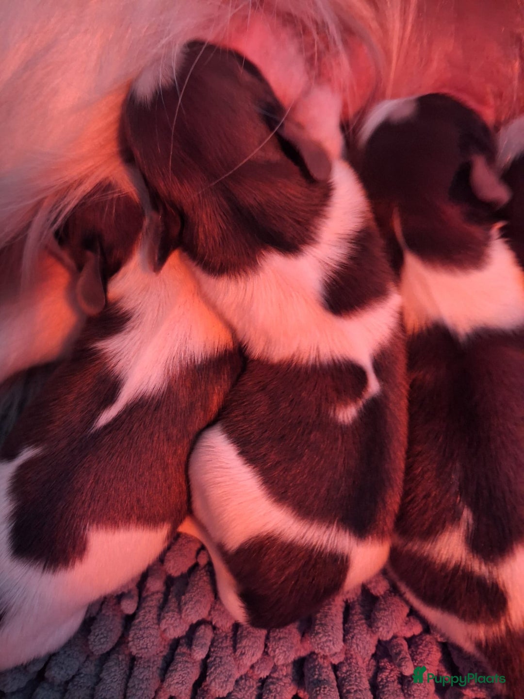 Kooikerhondje honden te koop: Supermooie gesocialiseerde reutjes - Advertentie 11