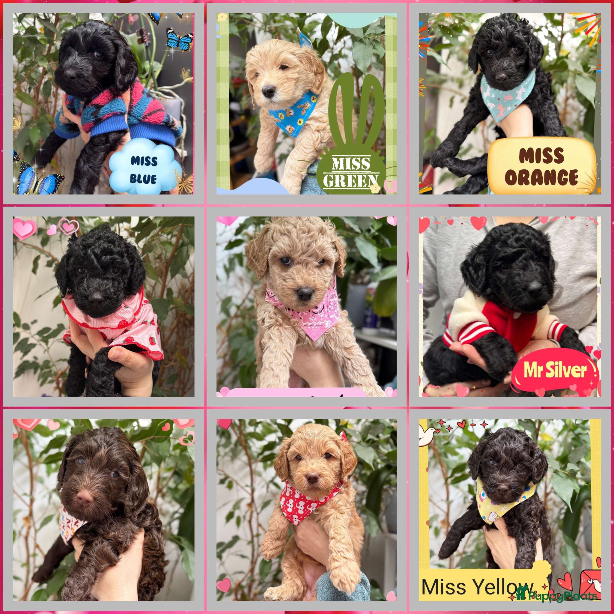 Australian Labradoodle honden Schattige Australian Labradoodle Puppies (Belgium) - Advertentie 1