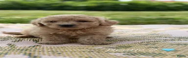 Labradoodle 2
