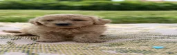 Labradoodle honden te koop: Lieve, mooie Labradoodle pups - Advertentie 8