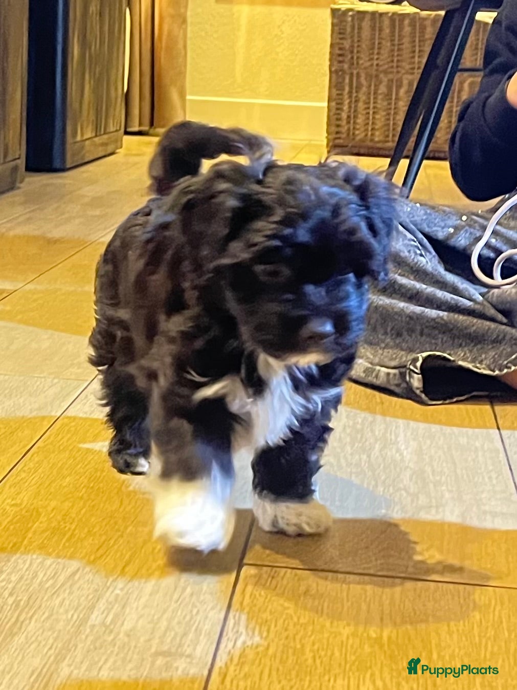 Kruising honden Laatste Maltipoo puppy reutje, in huis opgegroeid - Advertentie 1