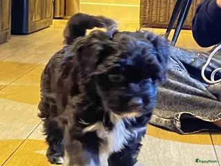 Kruising honden Laatste Maltipoo puppy reutje, in huis opgegroeid - Advertentie 1