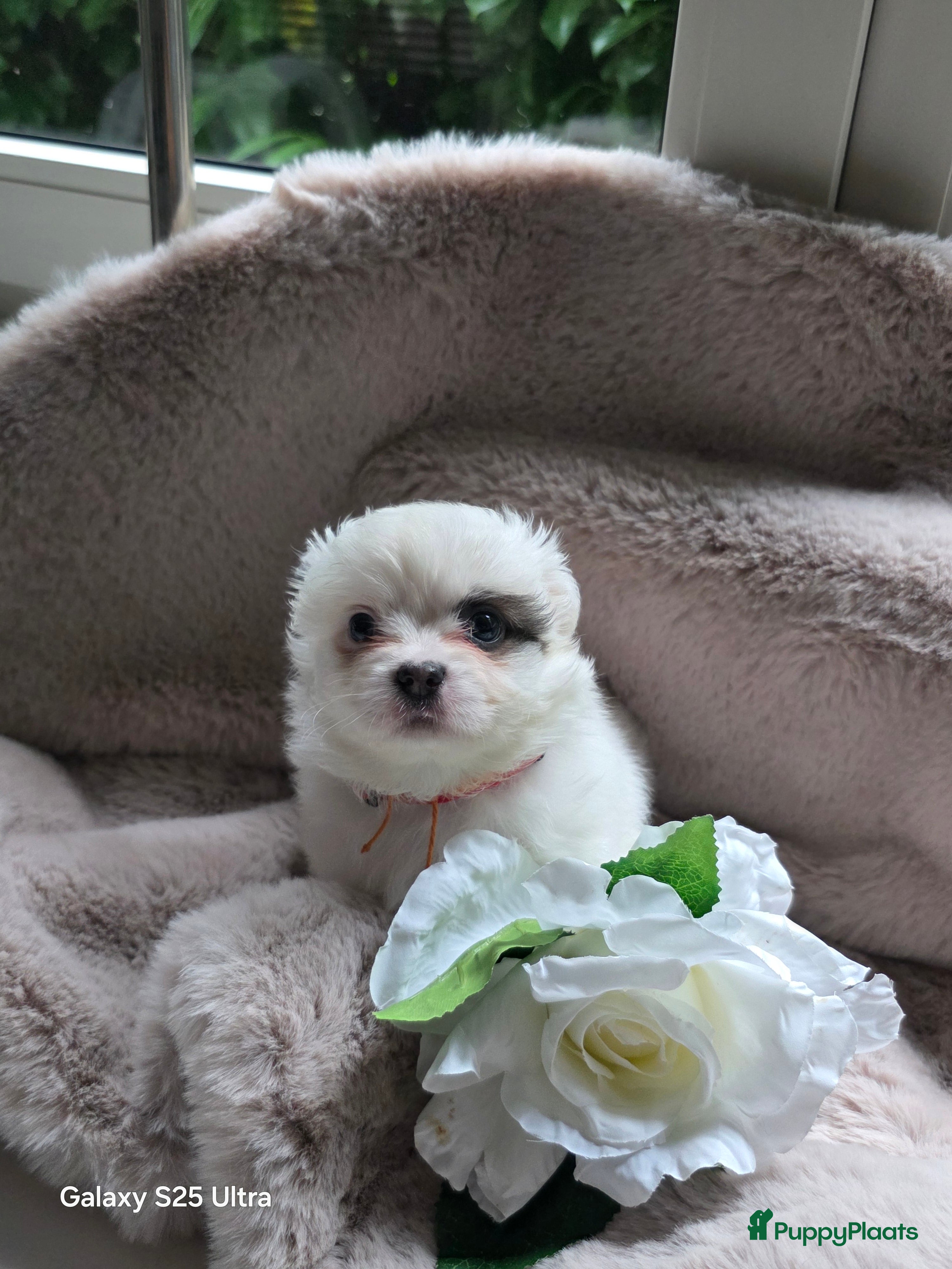 Pomchi honden Pomchi pups - Advertentie 2