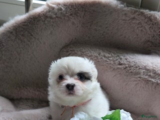 Pomchi honden Pomchi pups - Advertentie 17