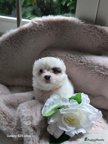 Pomchi honden Pomchi pups - Advertentie 3