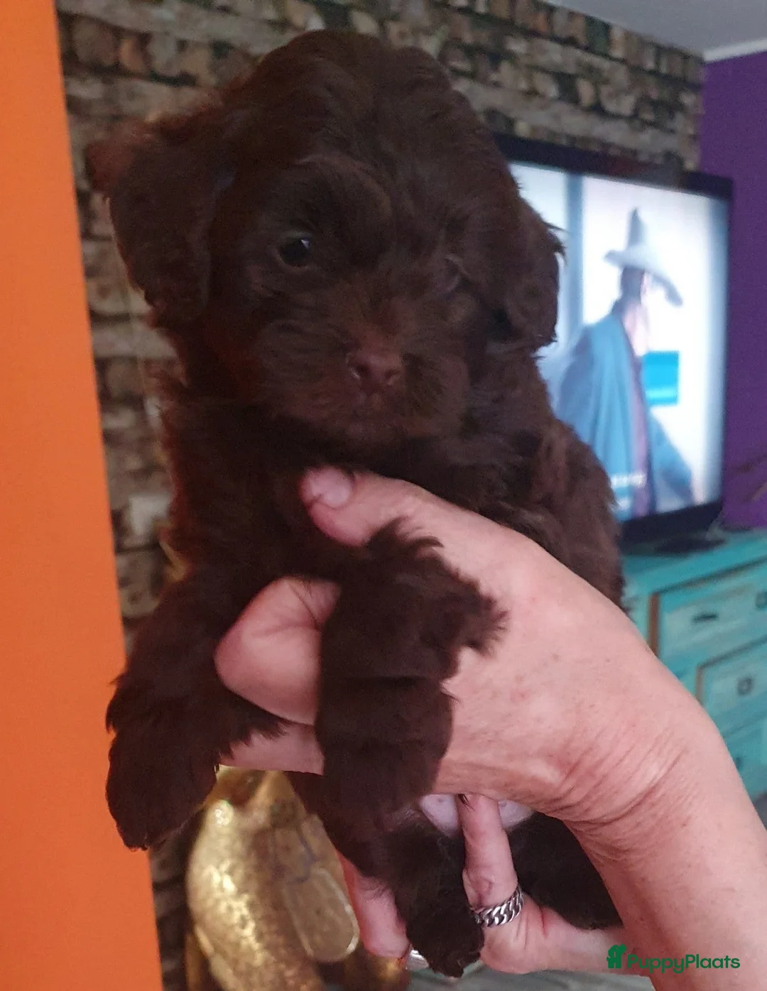 Shihpoo honden te koop: Shihpoo/Toypoedel Pups - Advertentie 2