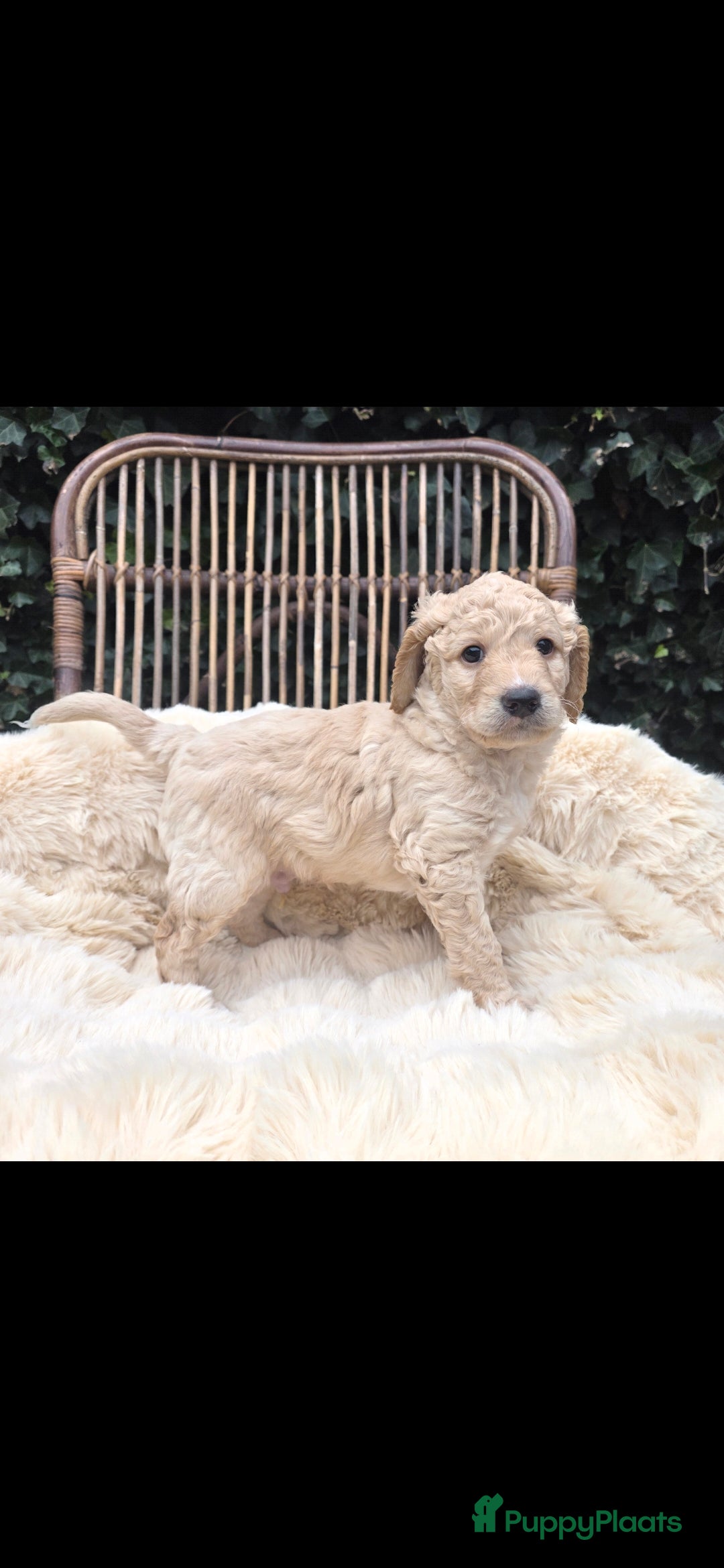 Kruising honden te koop: Goldendoodle reutjes mogen verhuizen - Advertentie 20