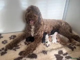 Labradoodle honden Australian labradoodle puppy’s - Advertentie 5