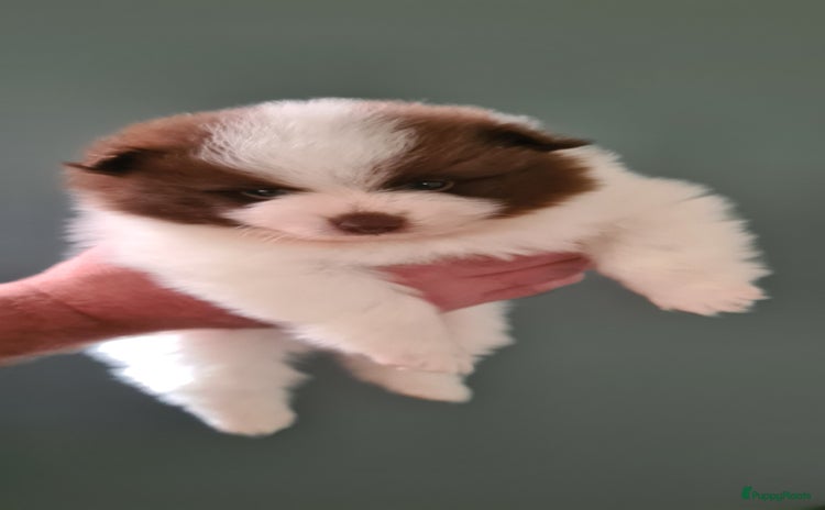Pomeriaan honden - Advertentie 6