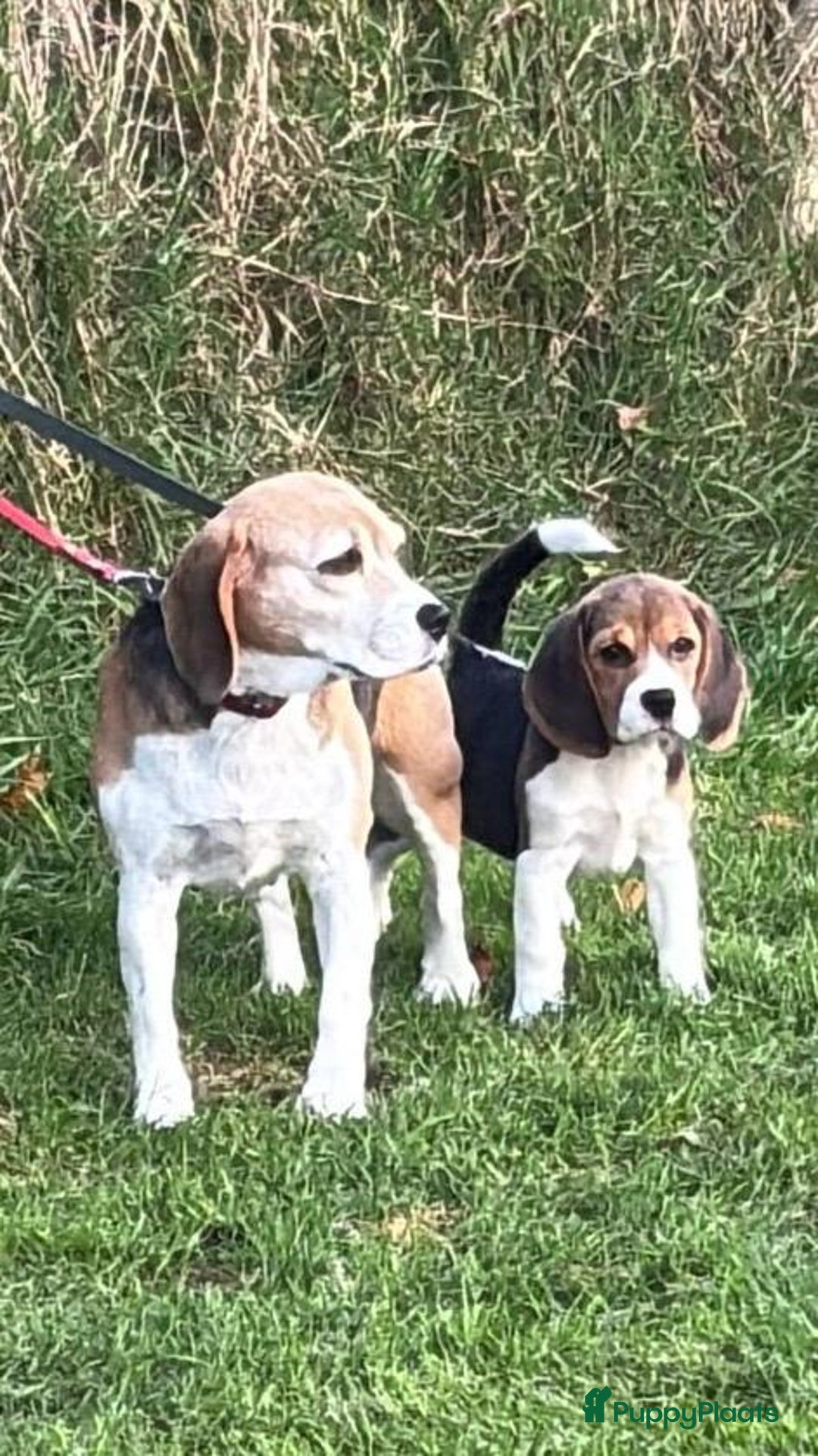 Beagle honden te koop: Beagle pup teef  - Advertentie 11