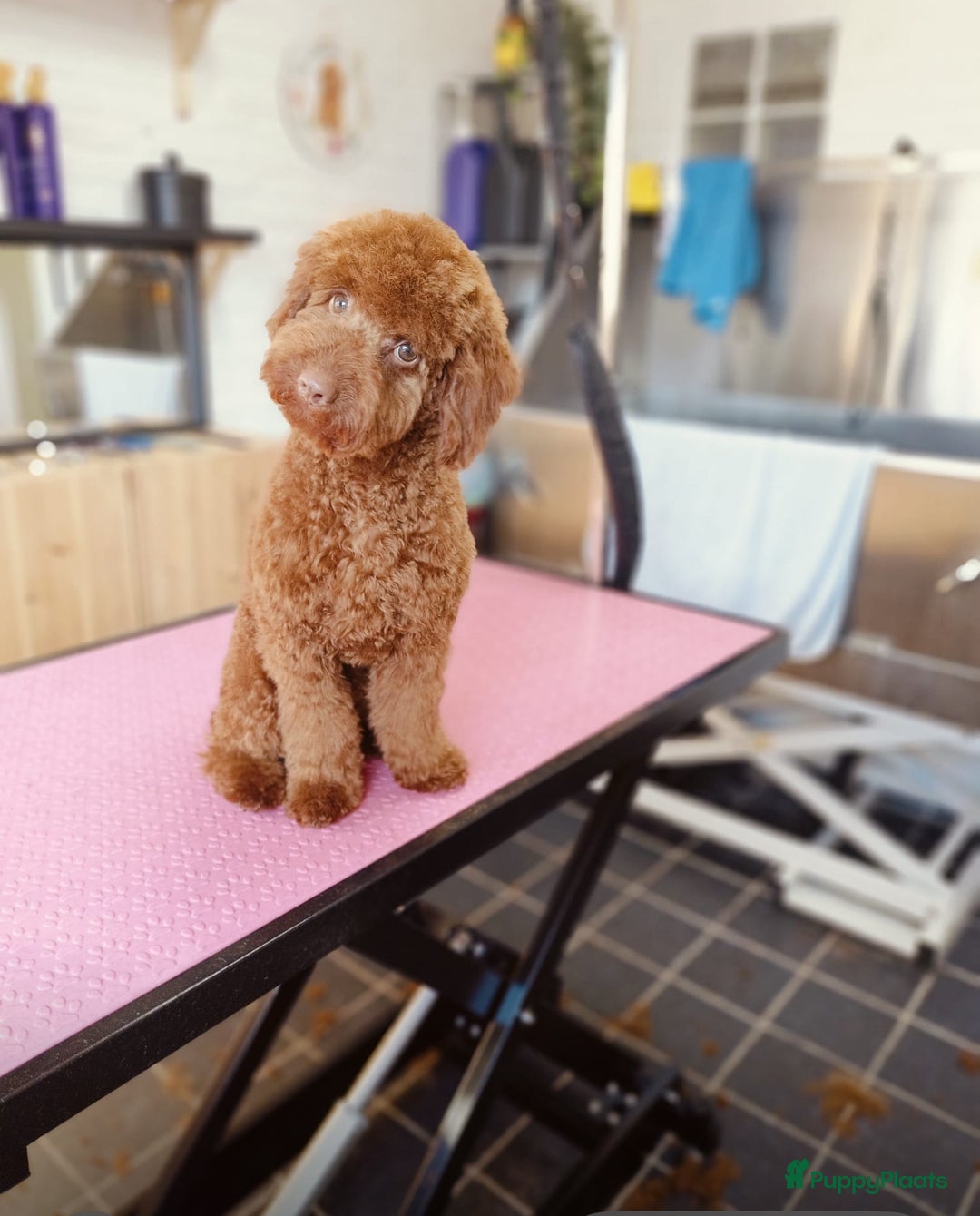 Kruising honden te koop: Huiselijke nest POEDELS, moeder & vader aanwezig  - Advertentie 9