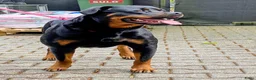 Rottweiler honden te koop: Prachtige Rottweilerpups  - Advertentie 7