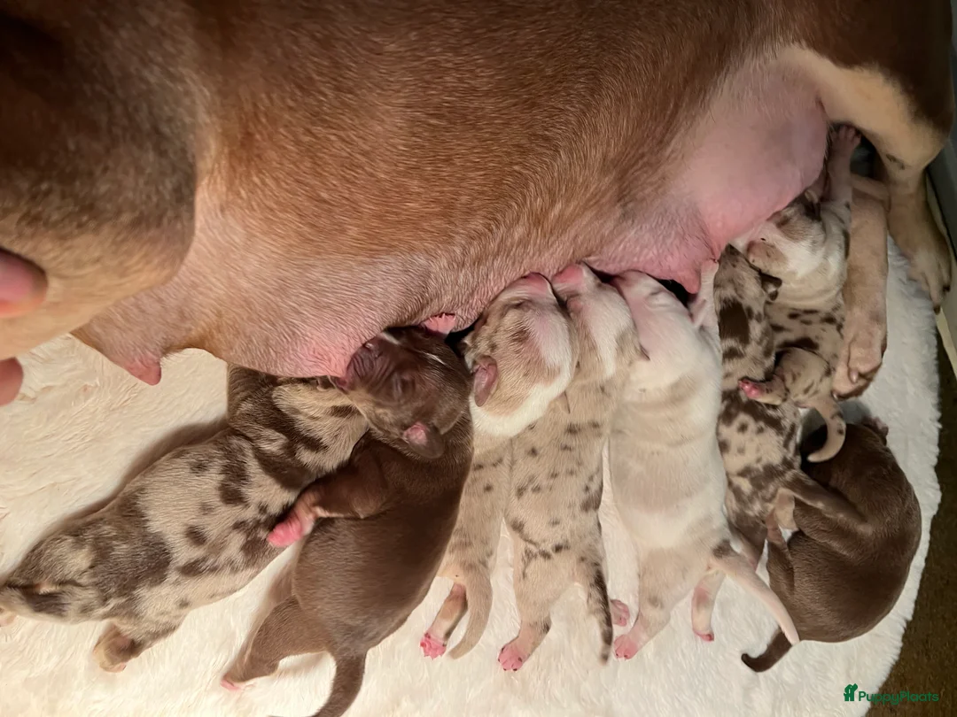 Amerikaanse Bully honden te koop: American Bully pups Abkc België  - Advertentie 8