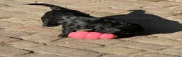Cockapoo honden te koop: Lieve midi Cockapoo pups zoeken fijn thuis - Advertentie 8
