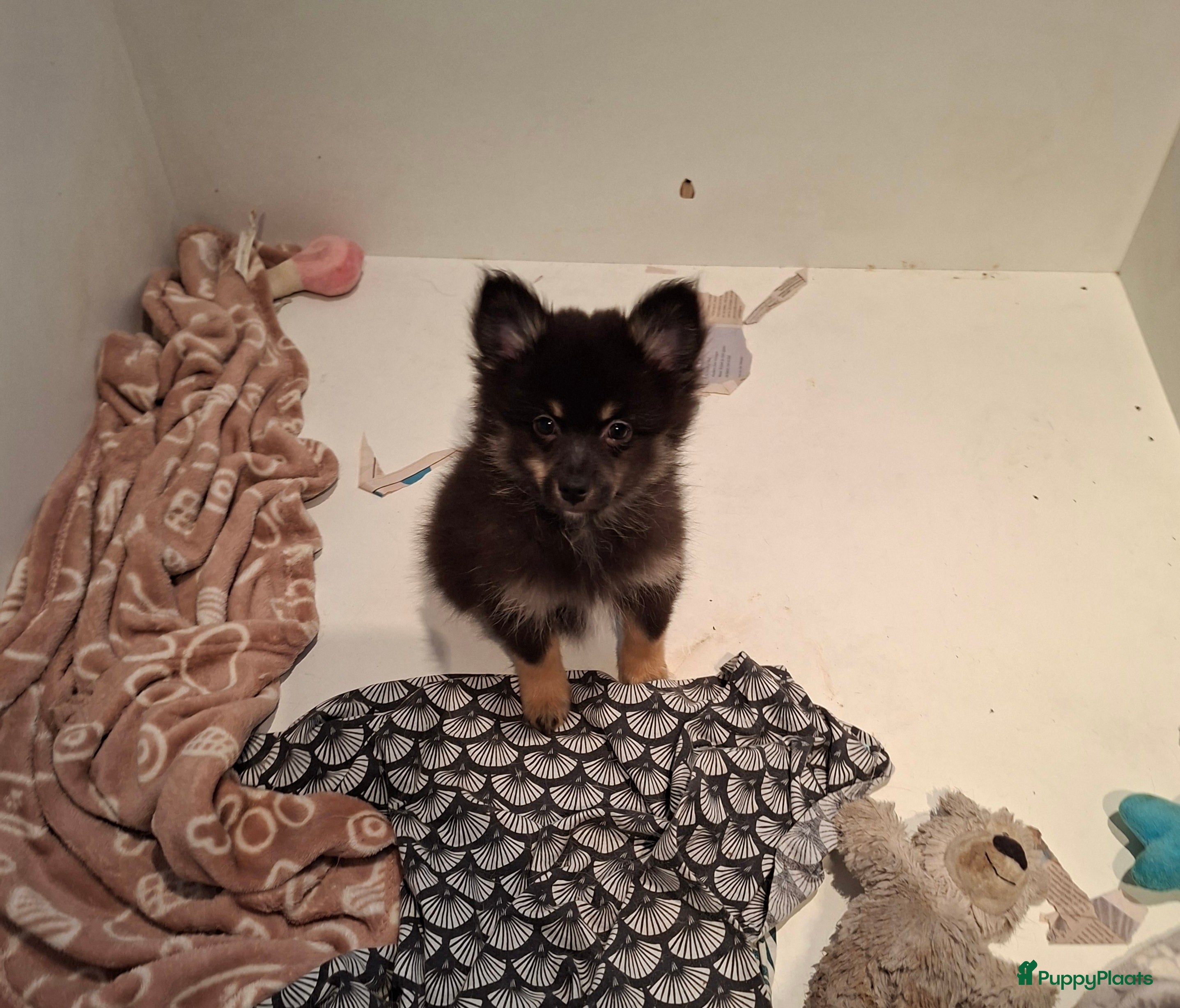 Pomeriaan honden Prachtige  puppy nog 2 teefjes  beschikbaar   - Advertentie 1