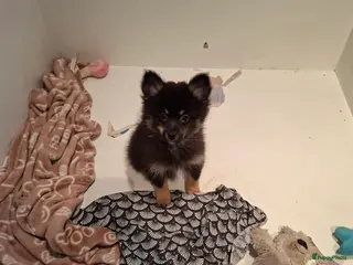 Pomeriaan honden Prachtige puppy nog 2 teefjes beschikbaar - Advertentie 1