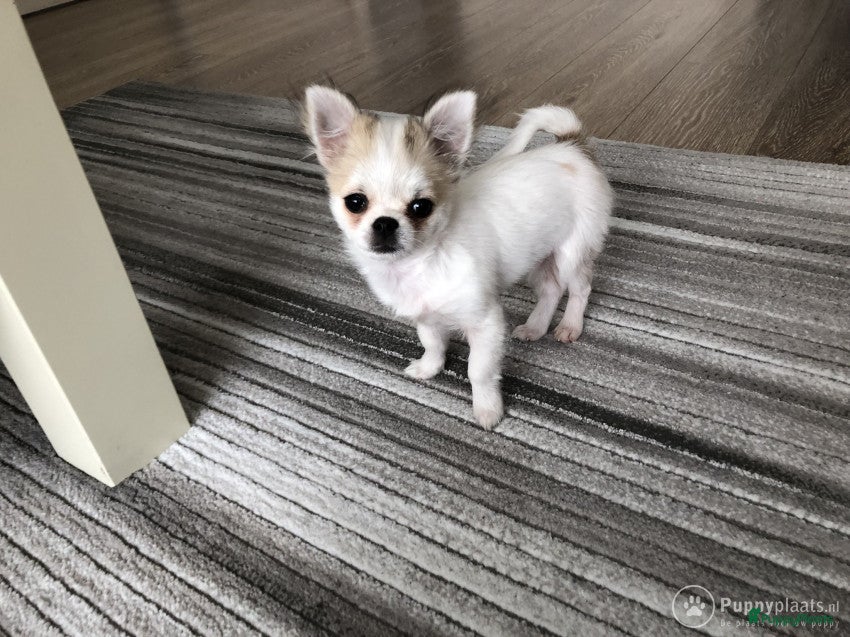 Kruising honden Dekreu chihuahua pomeriaan kruising Pomchi in Heemskerk - Advertentie 2