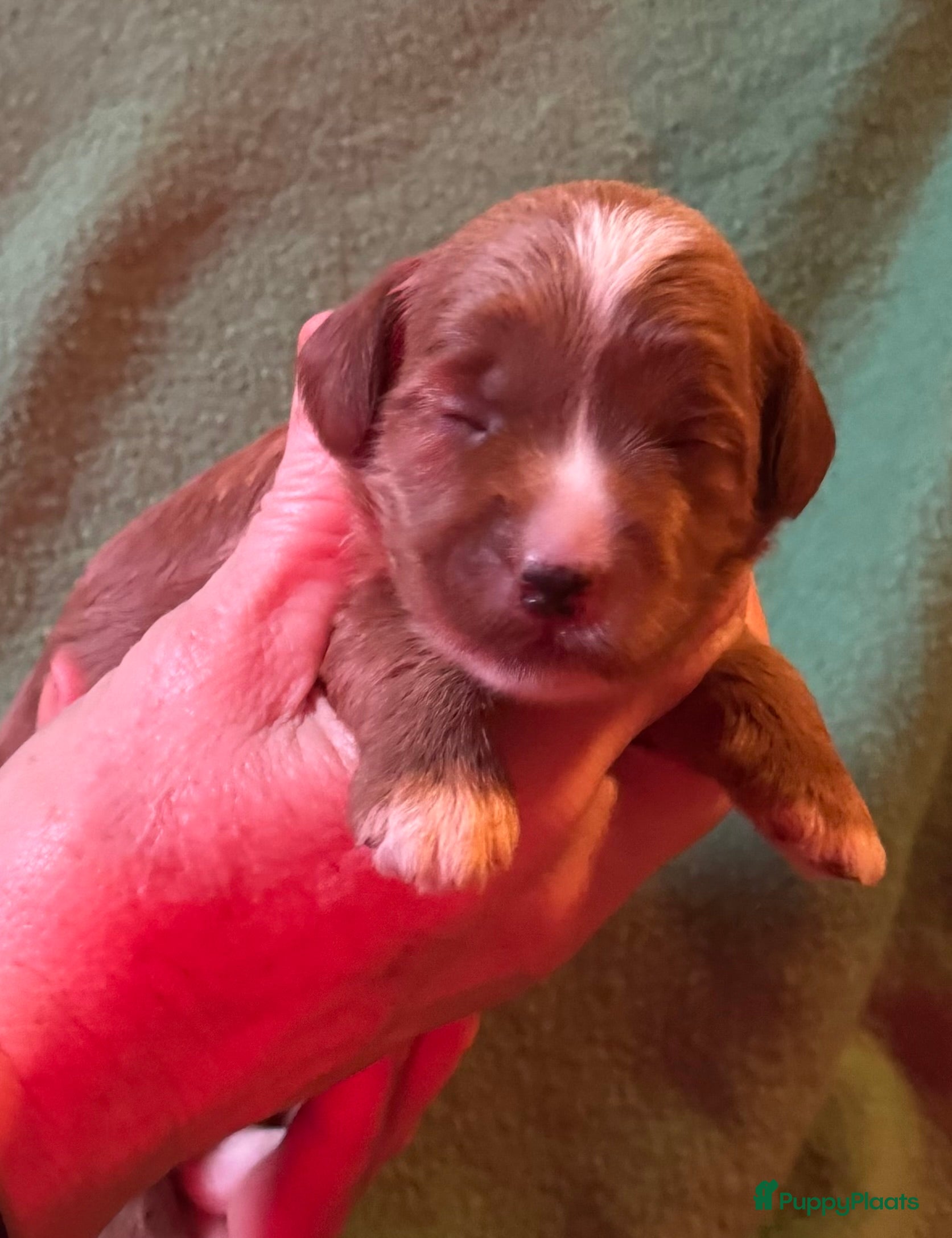 Australian Labradoodle honden Te koop mini Australian Labradoodles - Advertentie 9