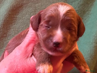 Australian Labradoodle honden Te koop mini Australian Labradoodles - Advertentie 2