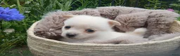 Pomchi honden te koop: Lieve pomchis - Advertentie 6