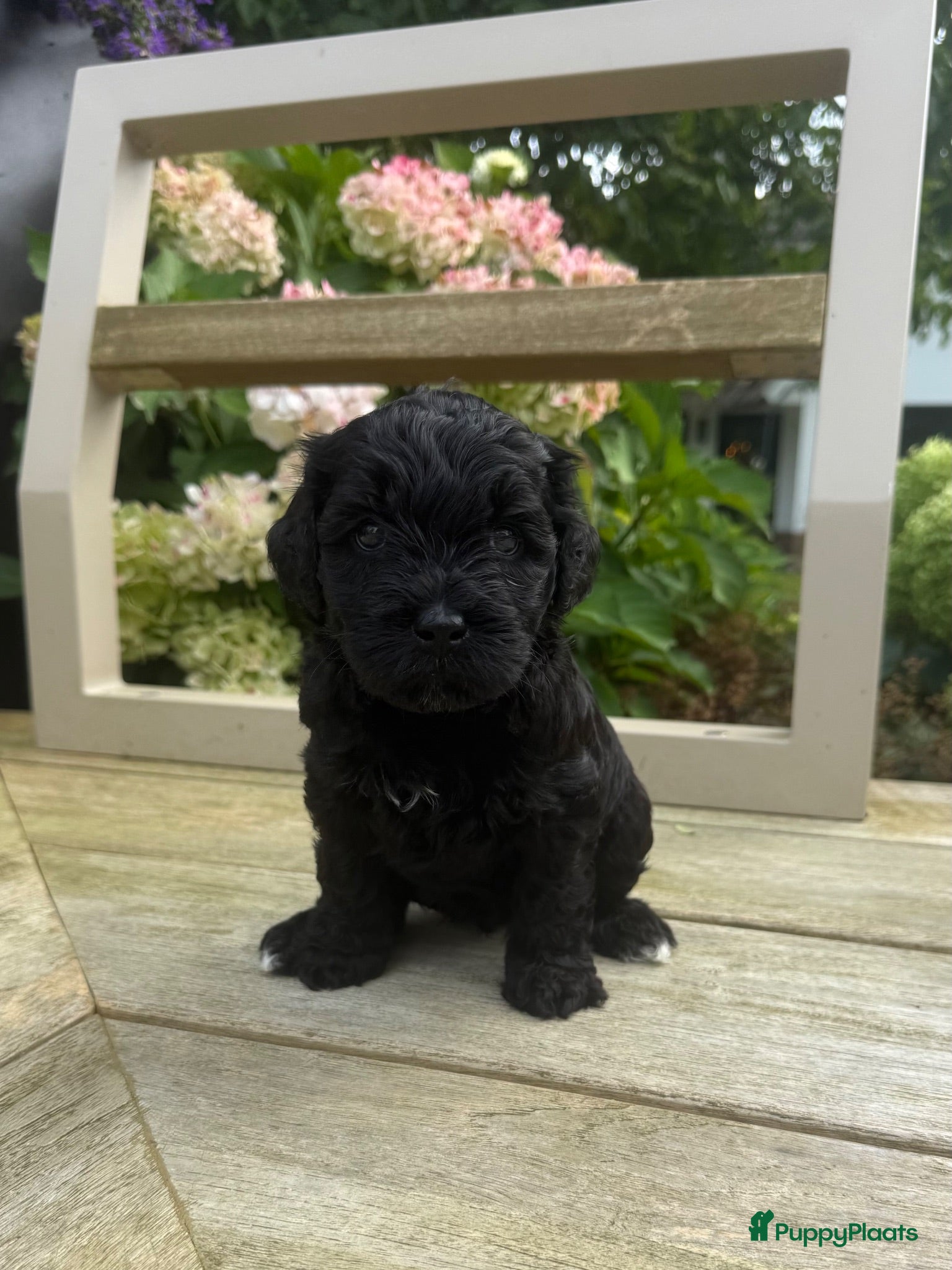 Labradoodle honden Medium Labradoodle puppy's - Advertentie 5