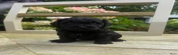 Labradoodle honden te koop: Medium Labradoodle puppy's - Advertentie 1
