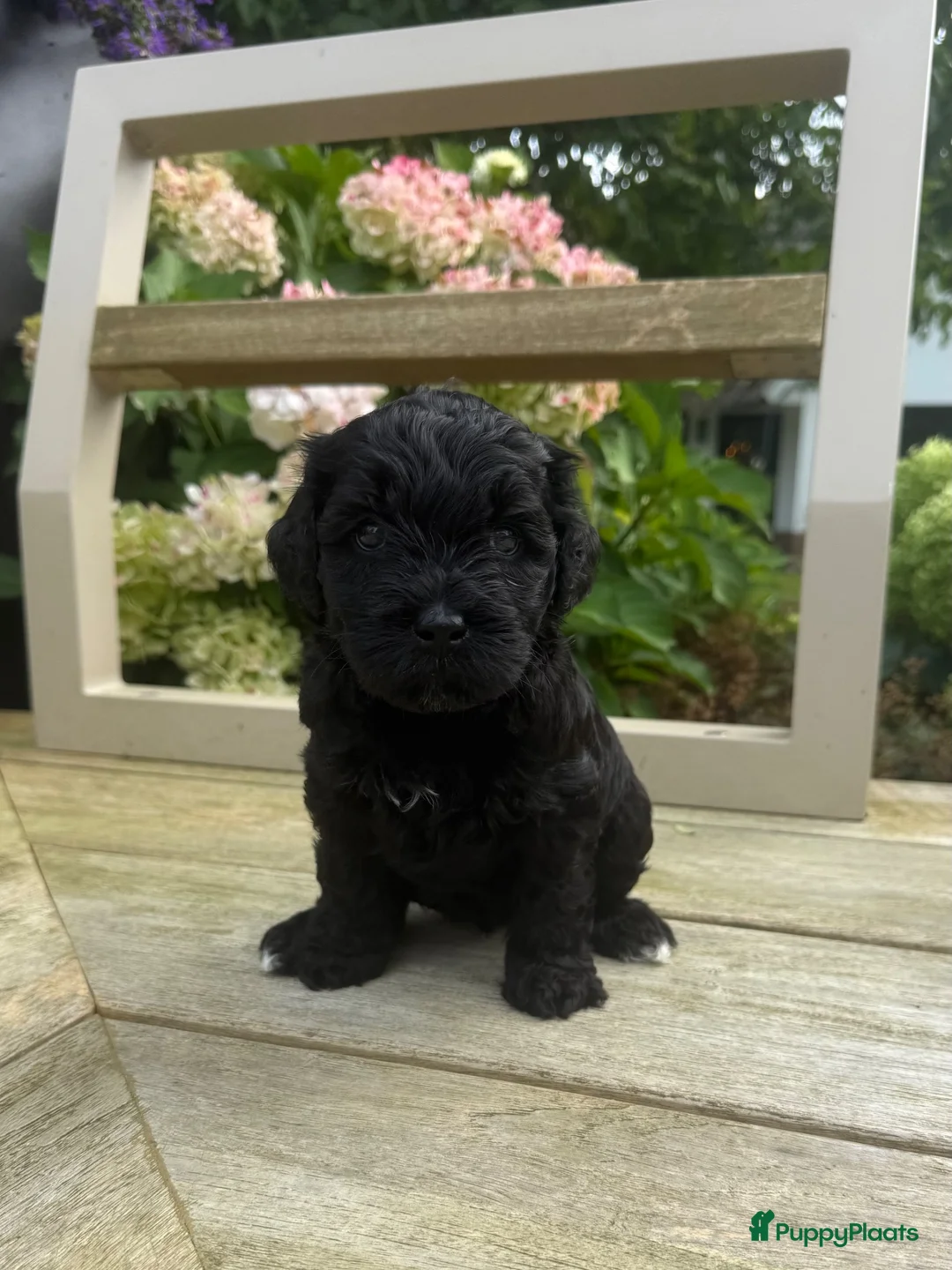 Labradoodle honden te koop: Medium Labradoodle puppy's - Advertentie 1