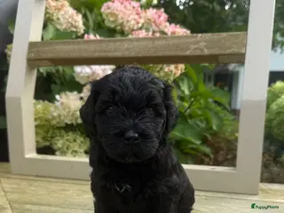 Labradoodle honden Medium Labradoodle puppy's - Advertentie 5