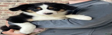 Miniature American Shepherd Puppy 2