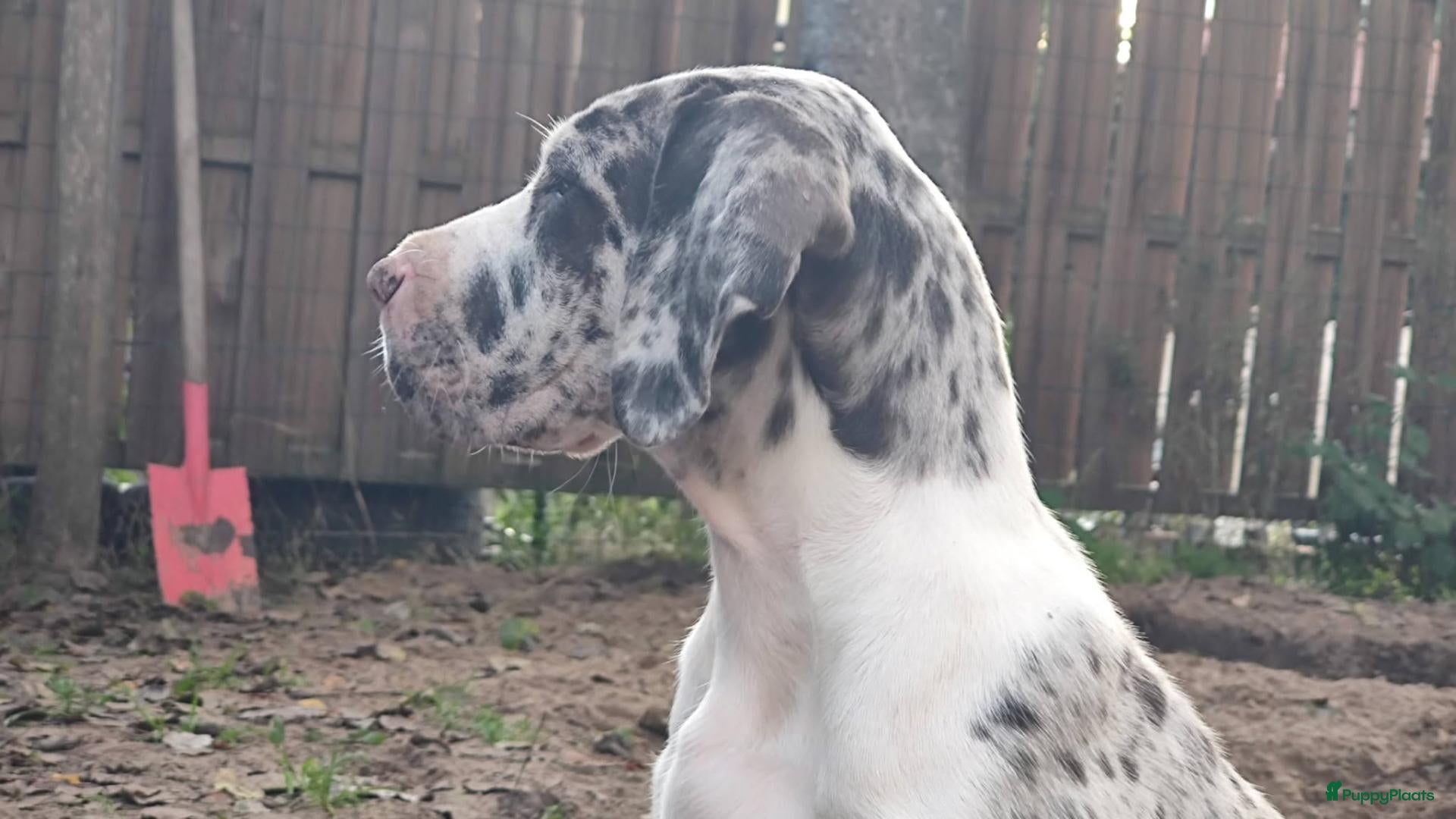 Duitse Dog honden te koop: Duitse Doggen pups - Advertentie 2