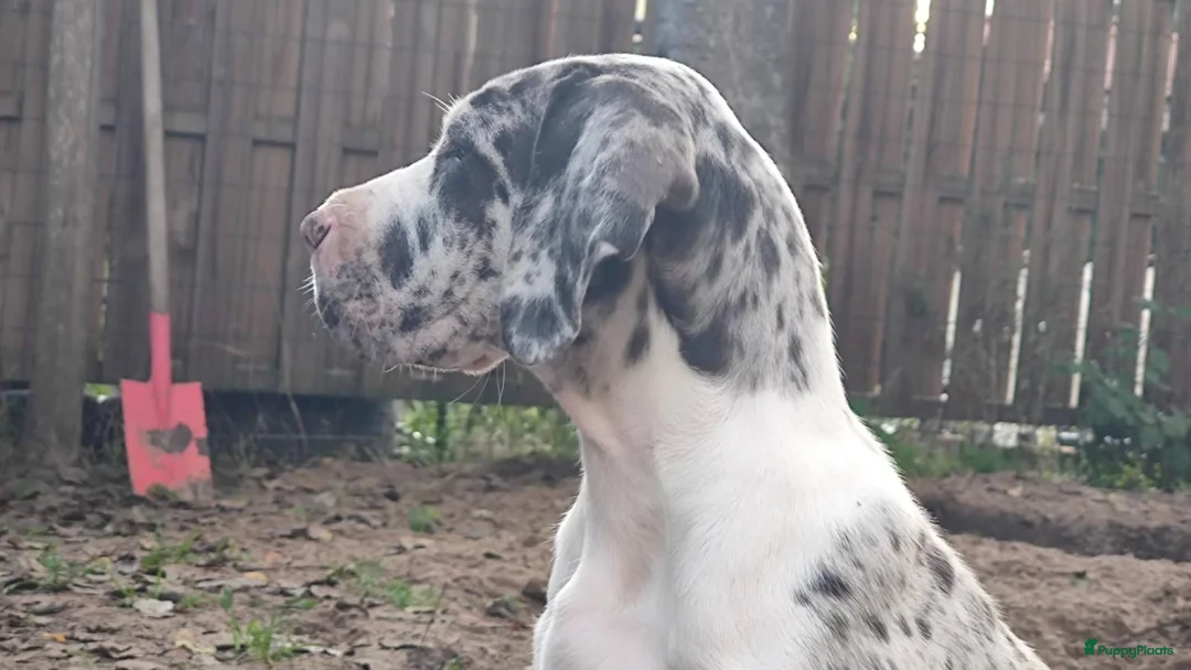 Duitse Dog honden te koop: Duitse Doggen pups in Koewacht - Advertentie 2