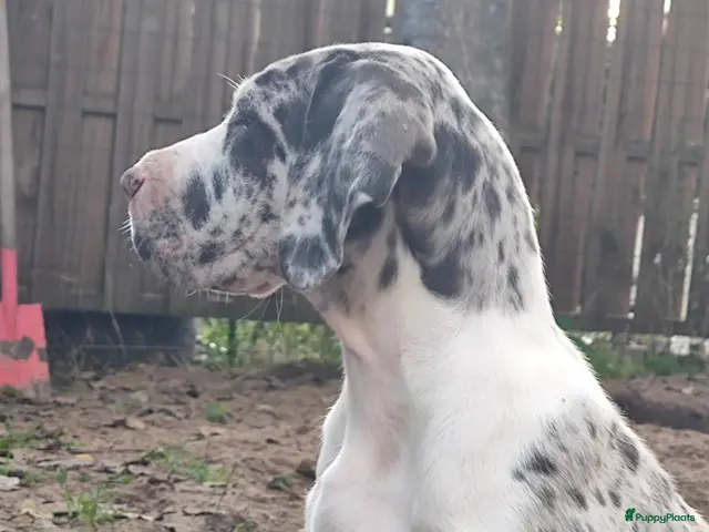 Duitse Dog honden te koop: Duitse Doggen pups - Advertentie 2