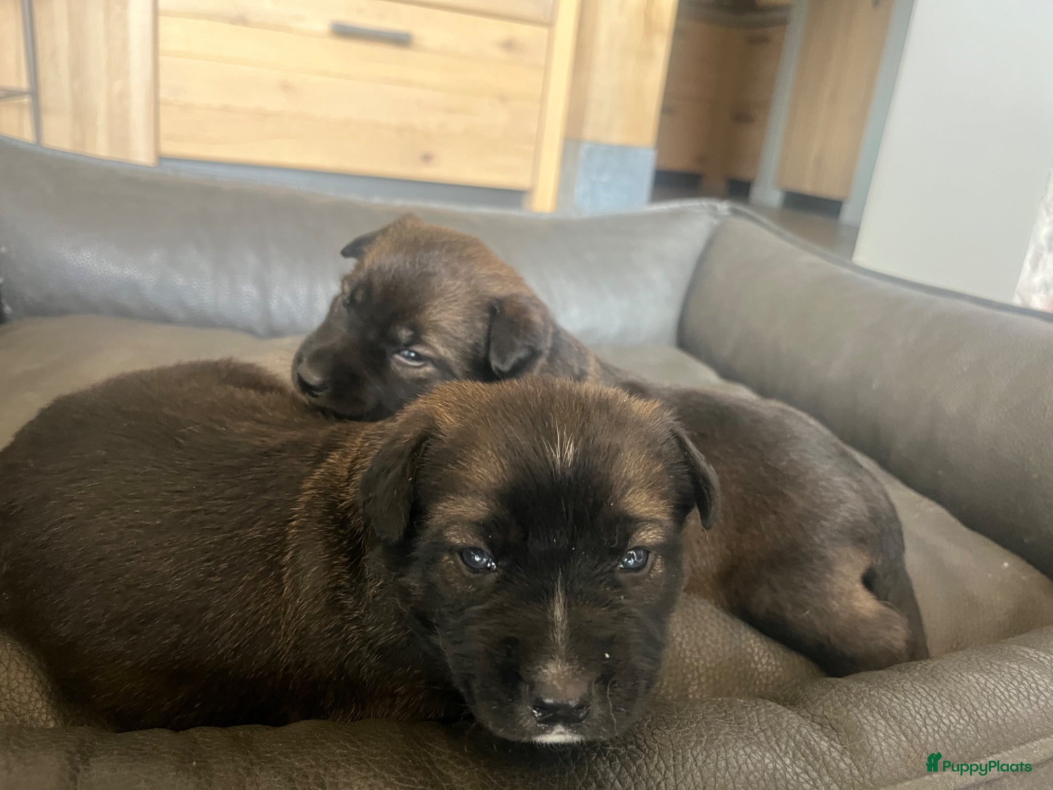 Mechelse Herder honden Mechelse Herder X Border Collie - Advertentie 2