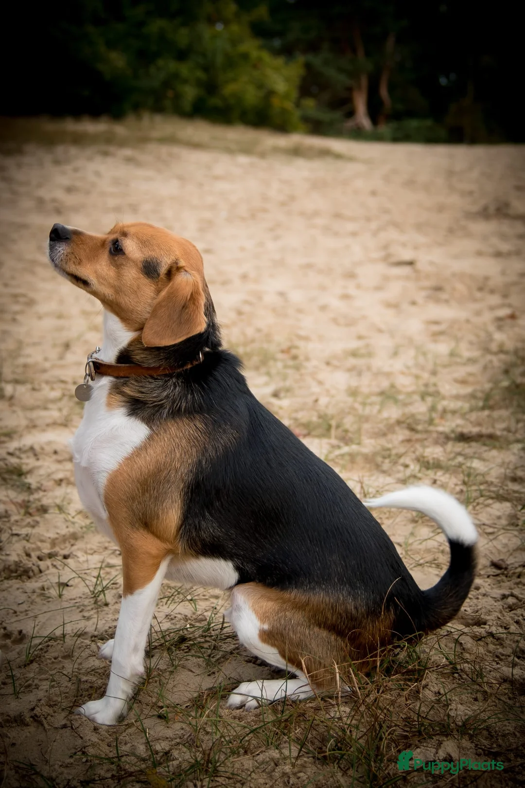 Kruising honden ter adoptie: Maatje gezocht - Advertentie 4