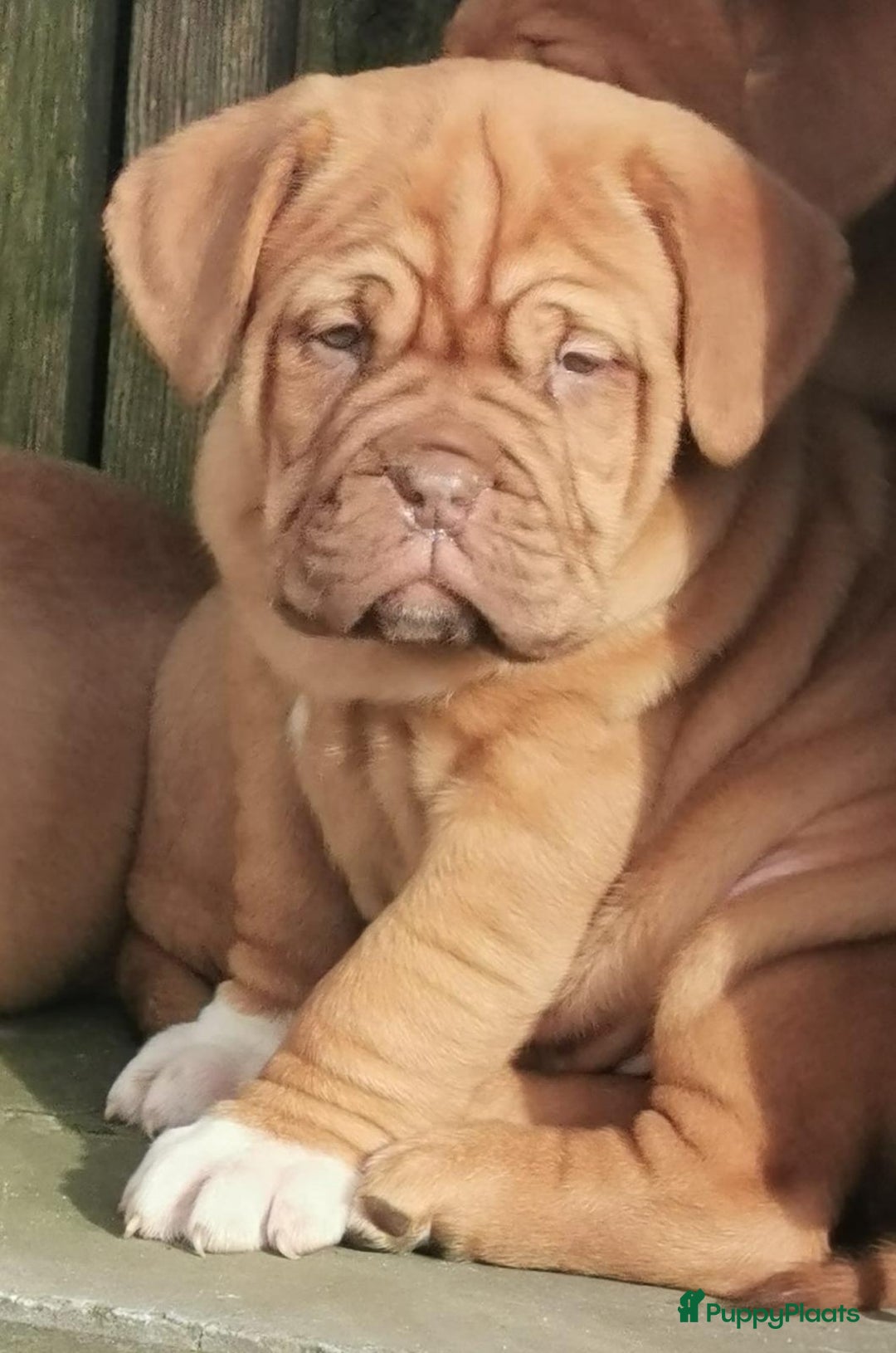 Bordeaux Dog honden te koop: Bordeaux dog Bordeauxdog pups  - Advertentie 3