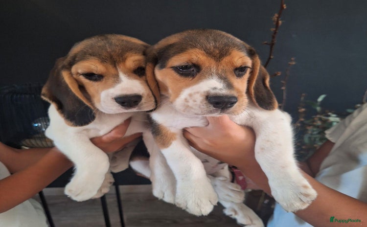 Beagle honden - Advertentie 7