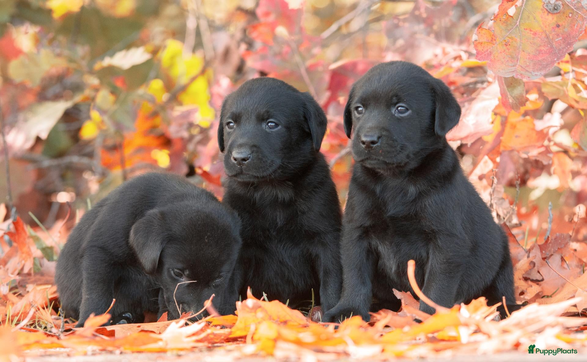 Labrador Retriever honden te koop: prachtige zwarte labrador pups - Advertentie 1