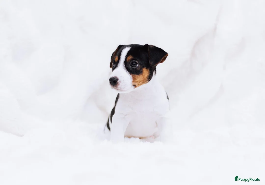 Jack Russel Terriër honden te koop: Jack Russell puppy´s te koop - Advertentie 2