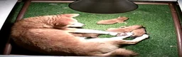 Shiba honden te koop: Bijzondere Shiba inu puppies - Advertentie 10