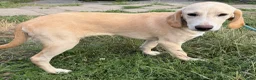 Kruising honden te koop: Jacco - Advertentie 6
