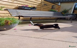 Welsh Corgi Cardigan honden te koop: 2 Welsh Corgi Cardigan pups te koop! in Barneveld - Afbeelding 1