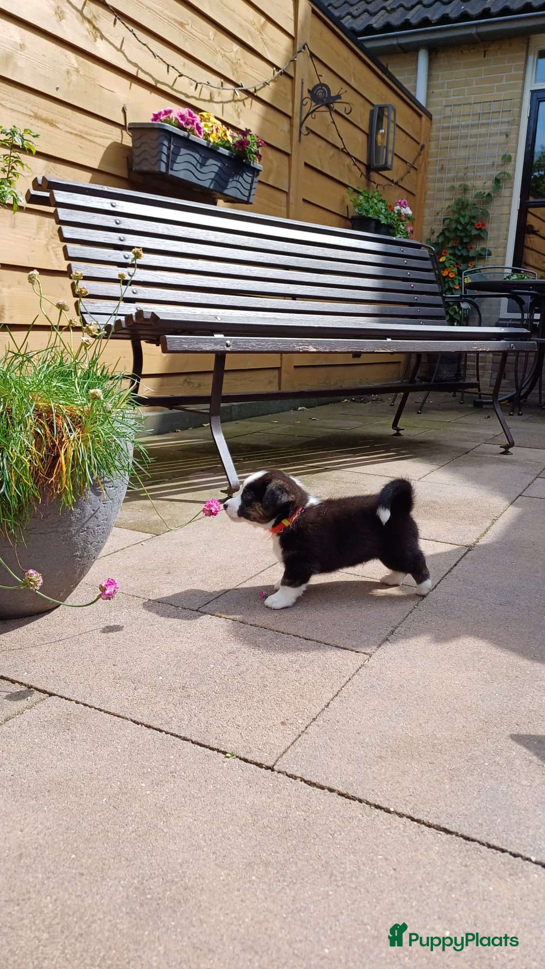 Welsh Corgi Cardigan honden te koop: 2 Welsh Corgi Cardigan pups te koop! in Barneveld - Afbeelding 1