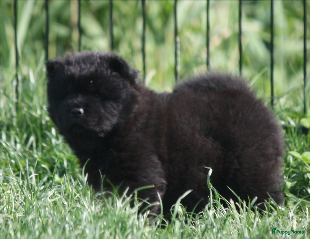 Chow Chow honden te koop: Chow Chow pups - Afbeelding 4
