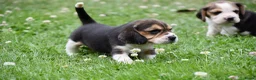 Beagle honden te koop: Prachtige Beagle pups  - Advertentie 3