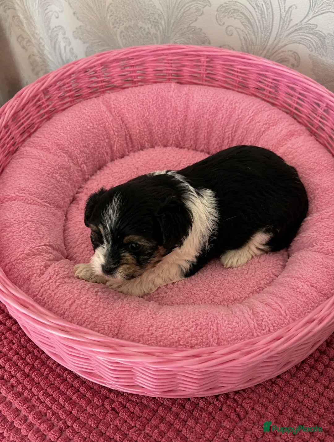 Yorkshire Terriër honden te koop: 4 Yorkshire terriërs   - Advertentie 5