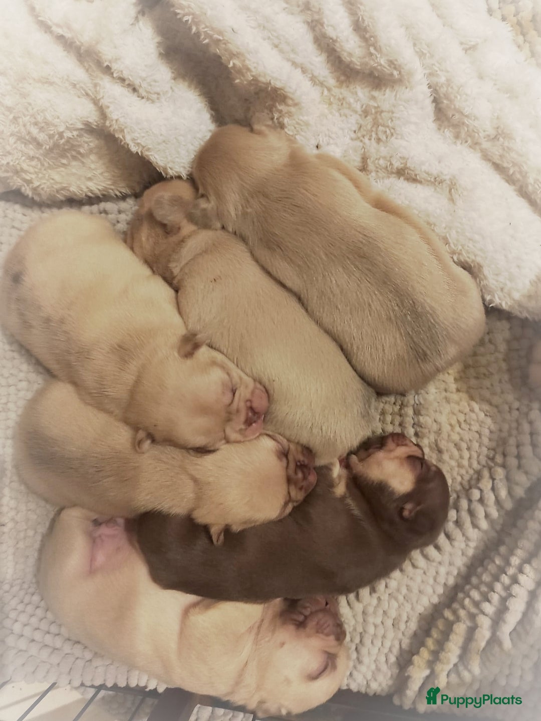 Franse Bulldog honden te koop: Franse bulldog pups - Advertentie 18