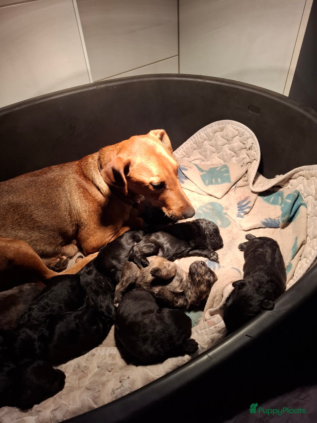 Kruising honden te koop: Foxdoodle puppies te koop (Foodle) - Advertentie 2